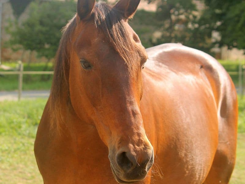 Furioso merrie te koop