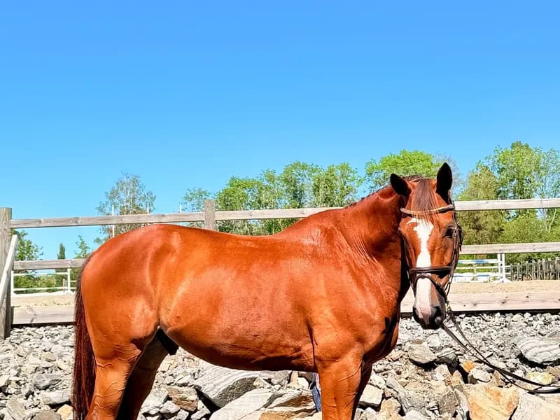 Randy LBM (AGANIX DU SEIGNEUR x KASHMIR VAN SCHUTTERSHOF)