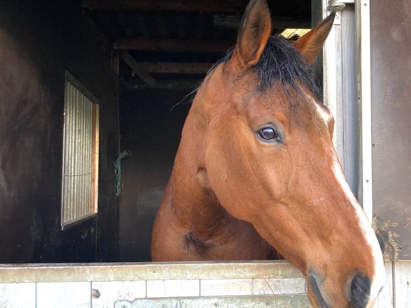 Issi