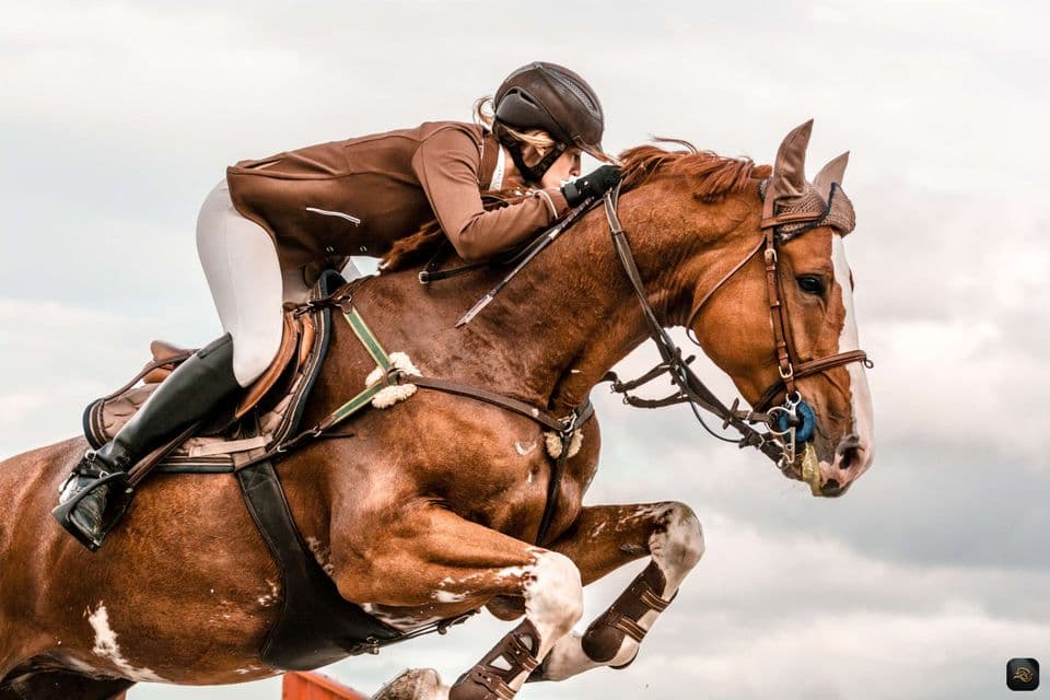 Top 5 Sporthorses voor Wedstrijden: Vind Jouw Perfecte Partner