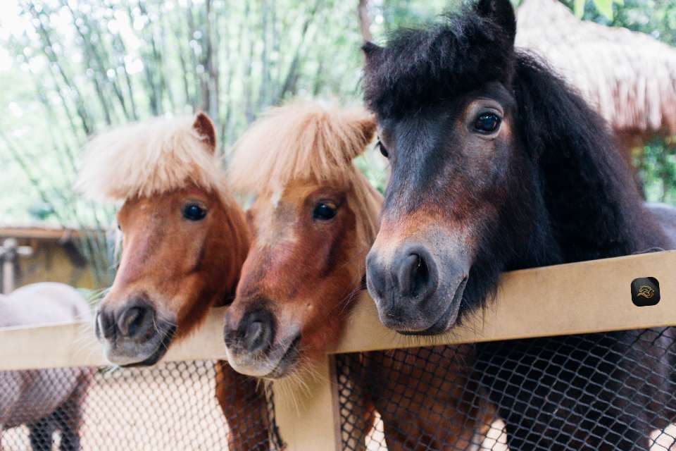 Tips voor het Kopen van een Pony | Waar Let Je Op?